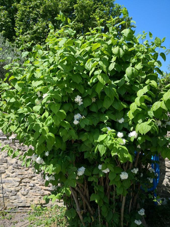 La Petite Maison De Lingling Mornas Eksteriør bilde